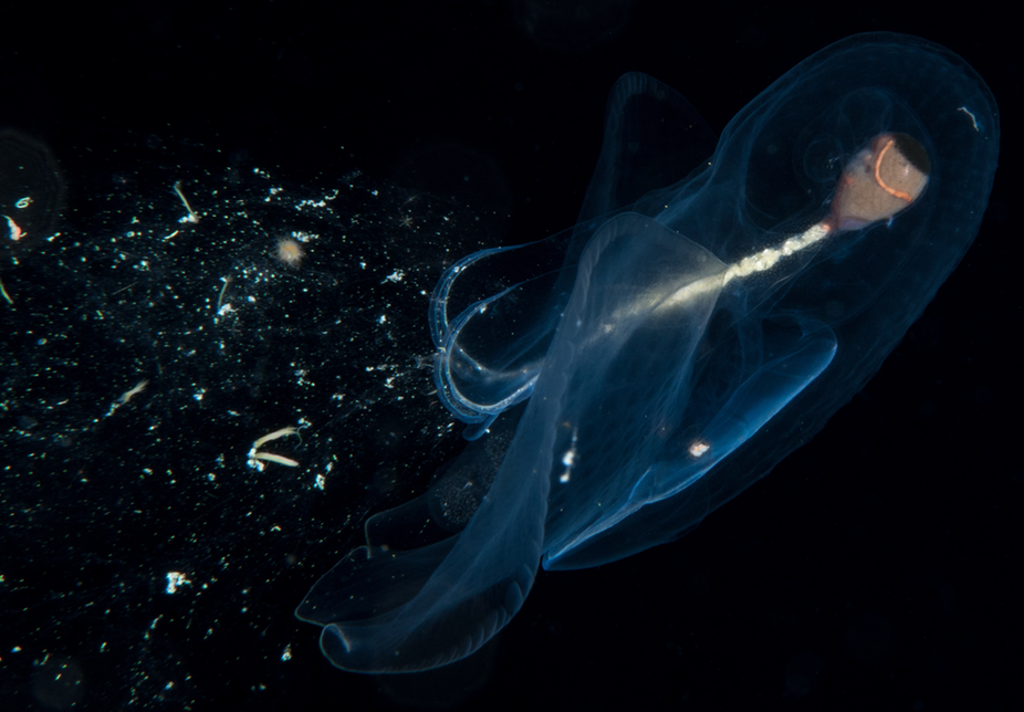 These Strange Ocean Creatures Trap Their Food In a Net of Mucus | Science|  Smithsonian Magazine