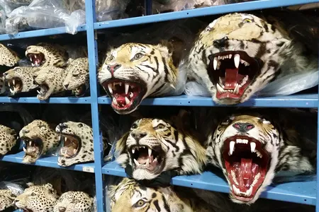 The illegal trade of wildlife may include animals or plants, or parts of them, such as roots, stems, skin, bones or antlers.