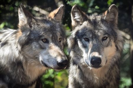 Scientists are studying ancient wolves to better understand the domestication of dogs.