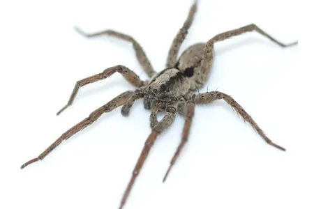 Male wolf spiders vibrate dead leaves to create purring noises and court females. 