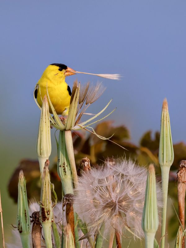 Goldfinch's Perfect Snack thumbnail