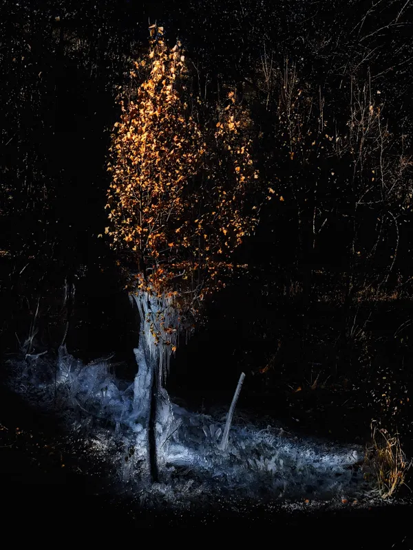 The Poet Tree thumbnail