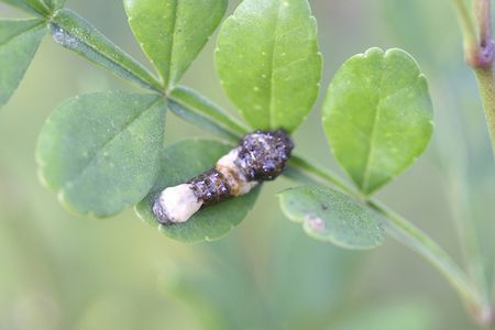 Poop or a caterpillar? The giant swallowtail caterpillar is one of a few species that elude birds by pretending to be their poop. 