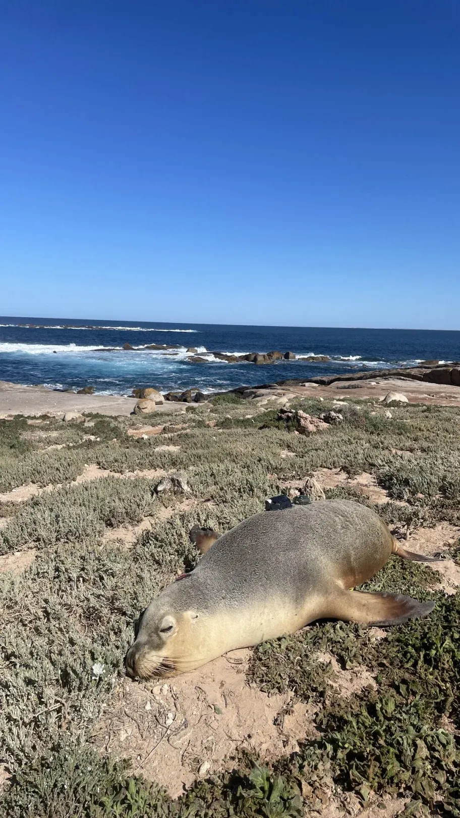 Sea lion with a camera fixed onto its back