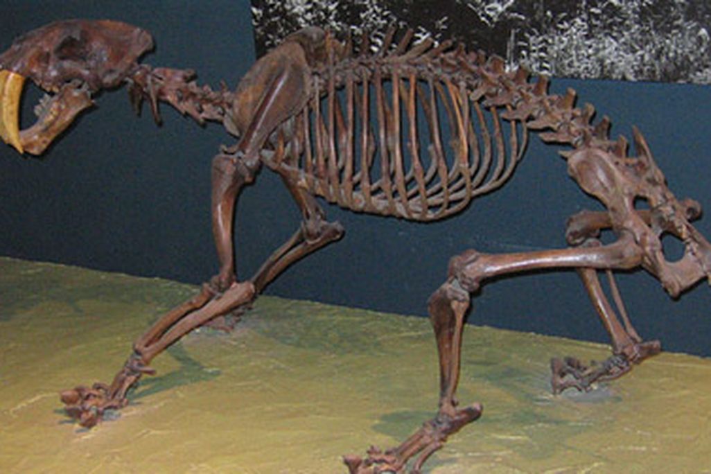 20110520104011800px-smilodon_californicus.jpg