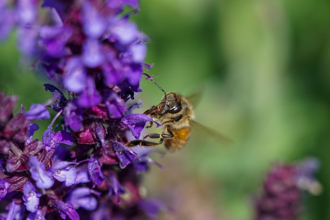 Bee Portrait | Smithsonian Photo Contest | Smithsonian Magazine