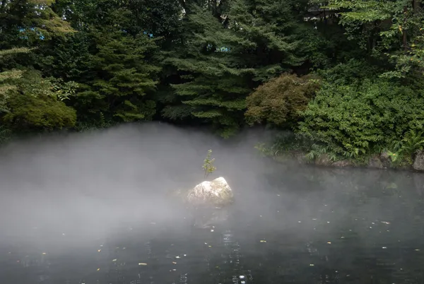 a lone plant surrounded by fog at the Four Seasons Kyoto koi pond thumbnail