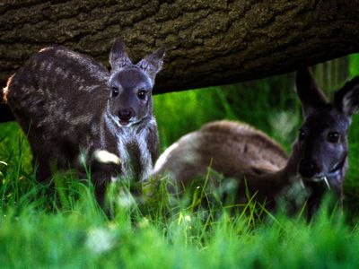 A Siberian musk deer two-month old stands next to his father at the Edinburgh zoo — they are closely related to the species just spotted