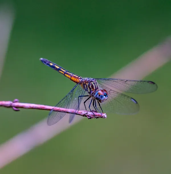 Dragonfly photoshoot thumbnail