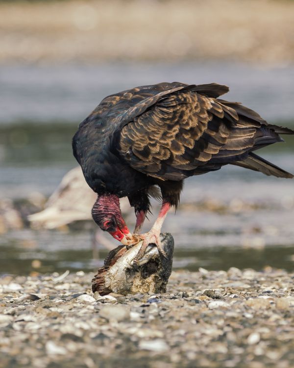 A turkey vulture feasting on a fish head thumbnail