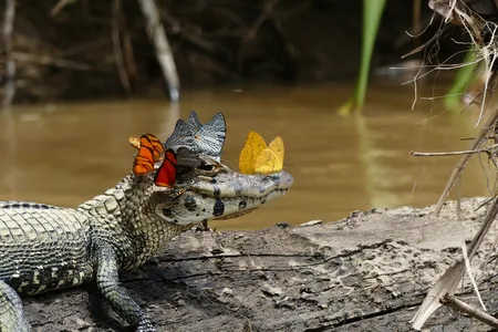 "Butterflies and caiman," by Mark Cowan. Special commendation: Butterflies suck the salt off of an Amazonian caiman's head.