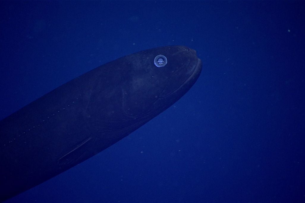 A close-up photo of a deep sea fish. It emerges from the bottom left corner of the photo, and it's profile is torpedo-shaped. It is dark blue color, but its giant eye glistens bright blue. The background is a speckled, deep blue color.