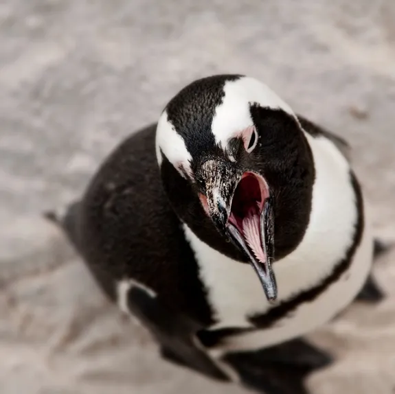 African penguin