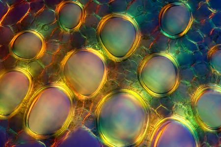 In the garden, Levisticum is a tall plant with dark leaves and greenish-yellow flowers. Under a microscope, however, it can morph into a cellular rainbow. This image was made using polarized light to enhance contrast. Waves in polarized light share an orientation, and special filters can block out any unpolarized waves and make the fine details easier to see.