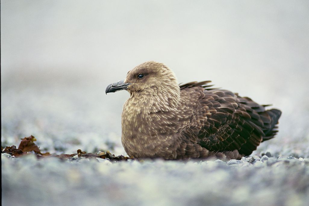 A bird on the ice
