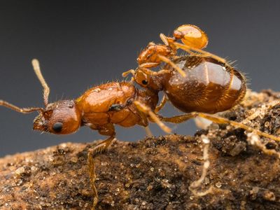 The bitty ant on top of the big one is a newly-described species of "rodeo ant," a queen that rides atop her perch by biting its waist. 