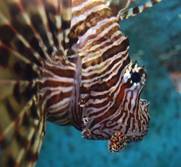 Lionfish thumbnail