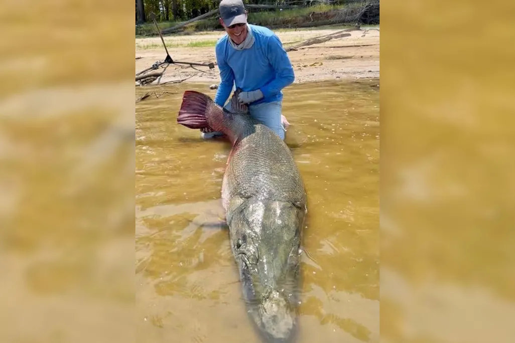 Very large fish between a man's legs in murky water