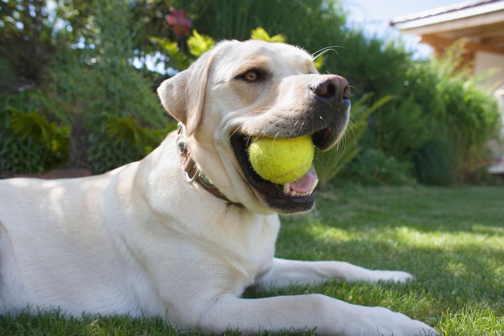 dog
