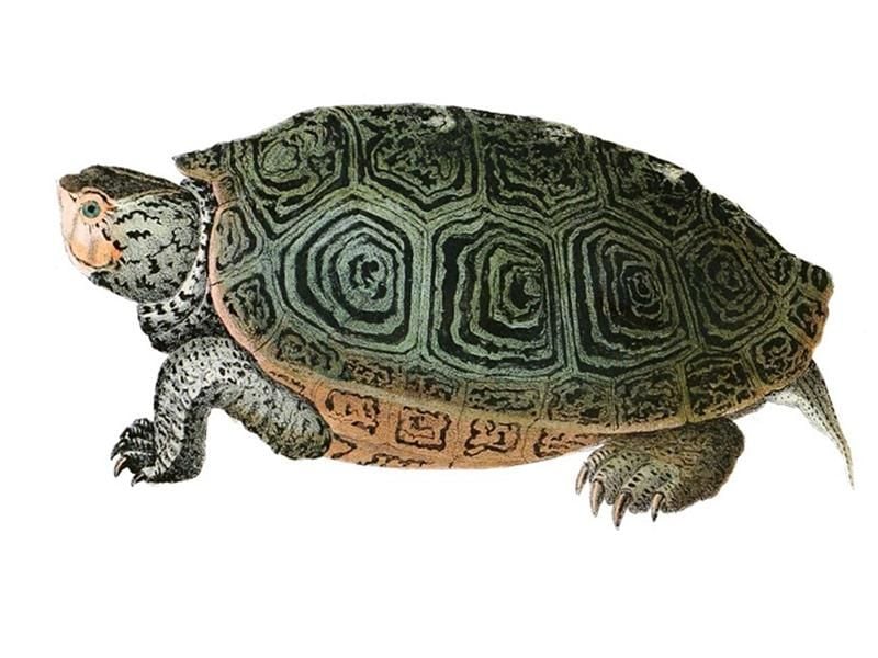 Turtle Shells: Anatomy and Diseases