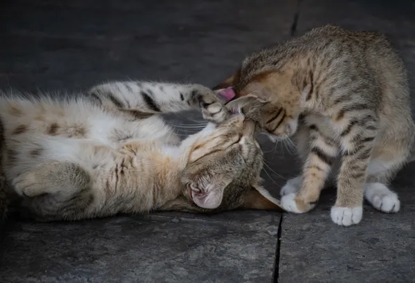 Maternal instincts thumbnail