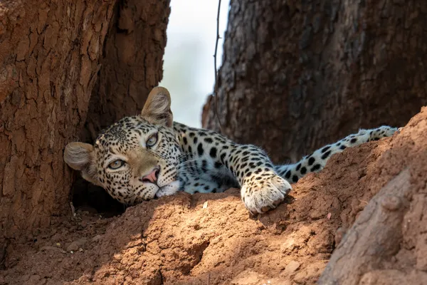 Relaxed Leopard thumbnail