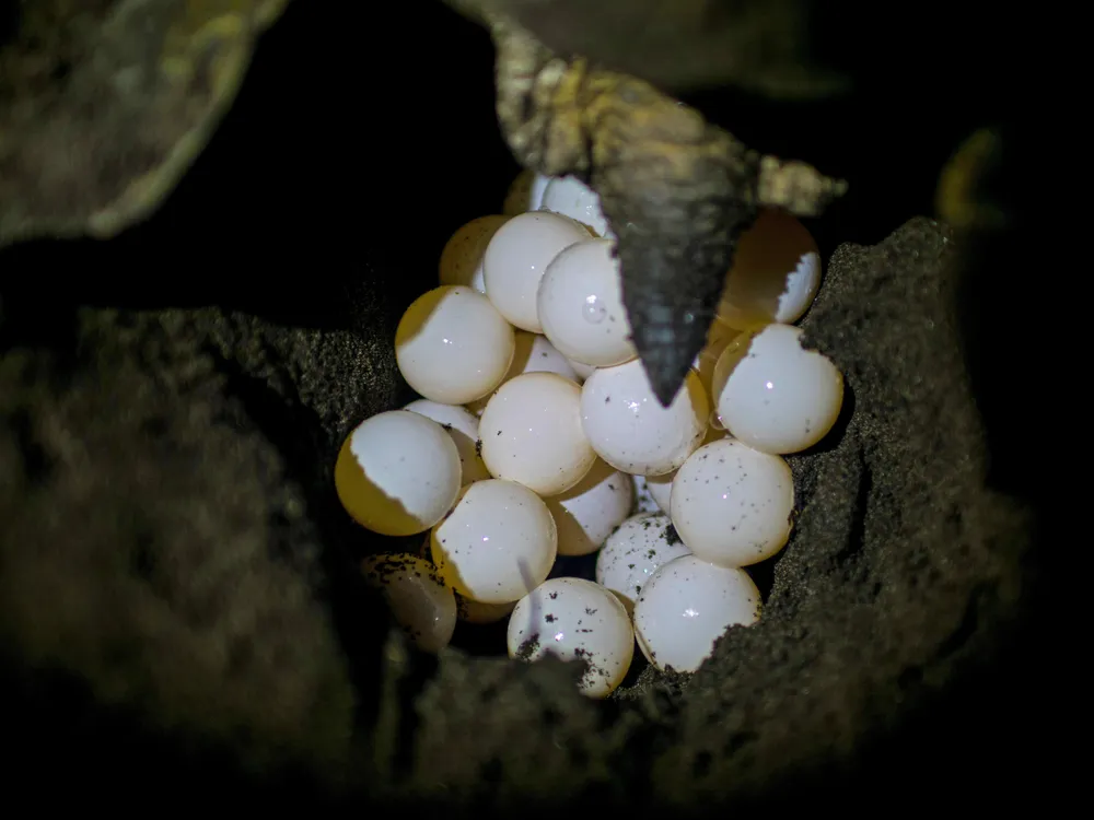 Clutch of sea turtles eggs being laid in a nest