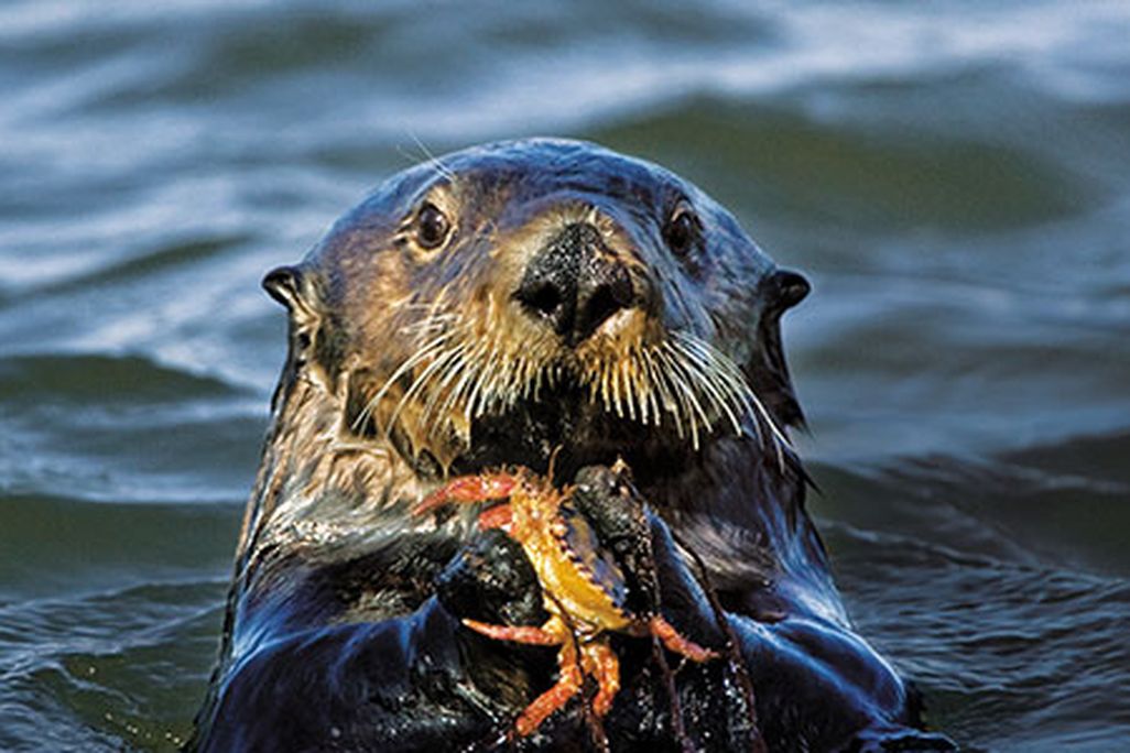 Sea otter feasting on crab