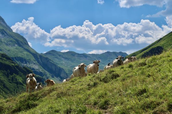 Cows Exploring France thumbnail