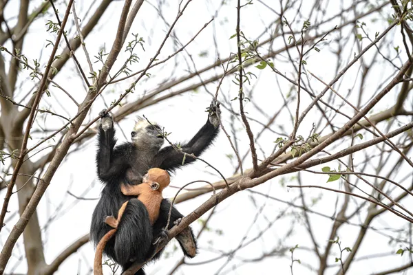 Mother and son relationship in the forest thumbnail