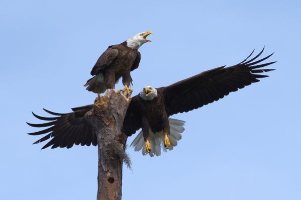 Male Eagle gets attacked by Female Eagle thumbnail