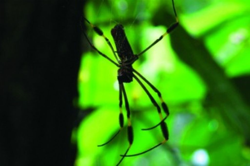 Nephila clavipes