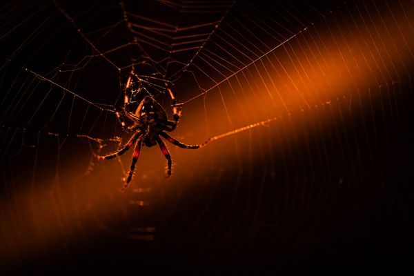 Garden Spider in Web thumbnail