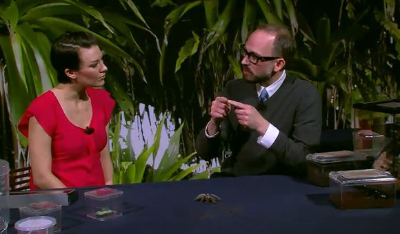 Insect expert Dan Babbitt talks about the Chilean Rose Tarantula on “Smithsonian Science How,” a video series for students. (Smithsonian Institution)