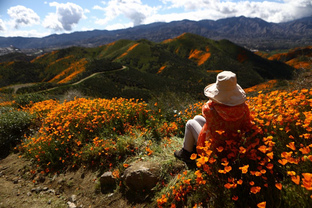 Woman sitting among orange wildflowers