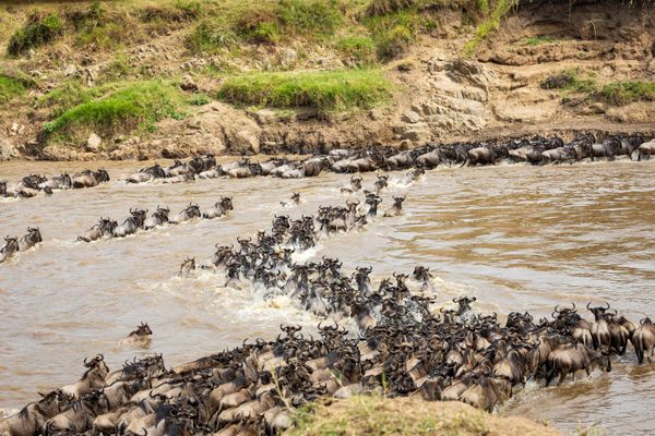 Wildebeest migration on the Serengeti thumbnail