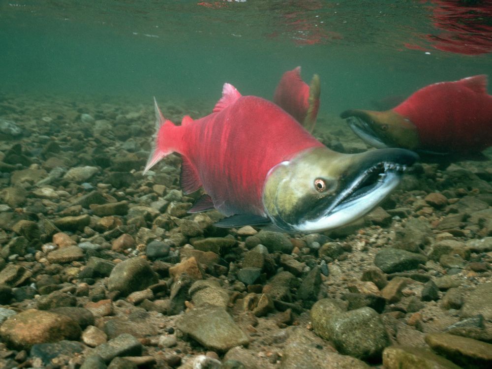 Salmon NF003289.jpg