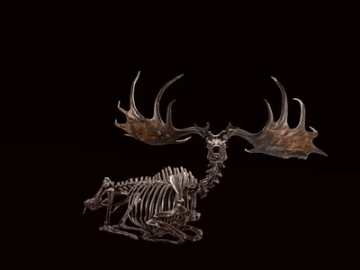 The Irish elk, or Megaloceros giganteus, ranged across northern Eurasia from Siberia to Ireland and shed its giant antlers every year. It is on display in the David H. Koch Hall of Fossils—Deep Time at the Smithsonian’s National Museum of Natural History.
