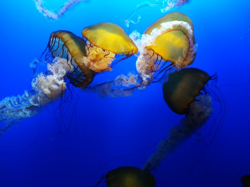pool jellyfish