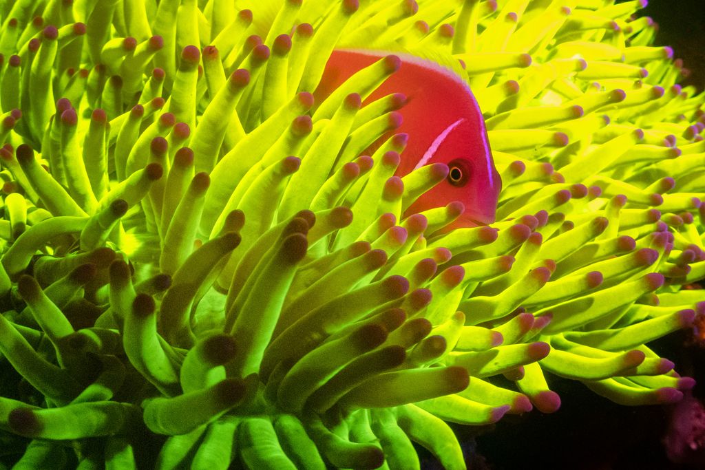 Fluorescent Fish