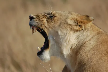 Out on safari, this tired lion lets out a big yawn after an early morning hunt.

