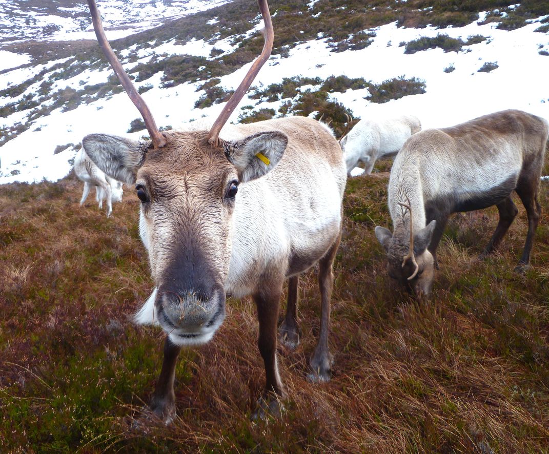 Nosey reindeer near snow