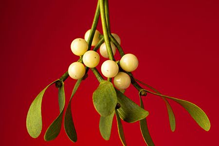 Mistletoes evolved the ability to grow not on the roots of trees, but instead on their branches.