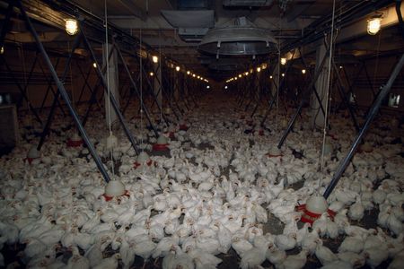 Hundreds of chickens share a huge pen at a sovkhoz chicken production factory in Rudomino. Sovkhozy were state-owned farms that paid workers for their labor in the former Soviet Union. Location: Rudomino, Lithuania