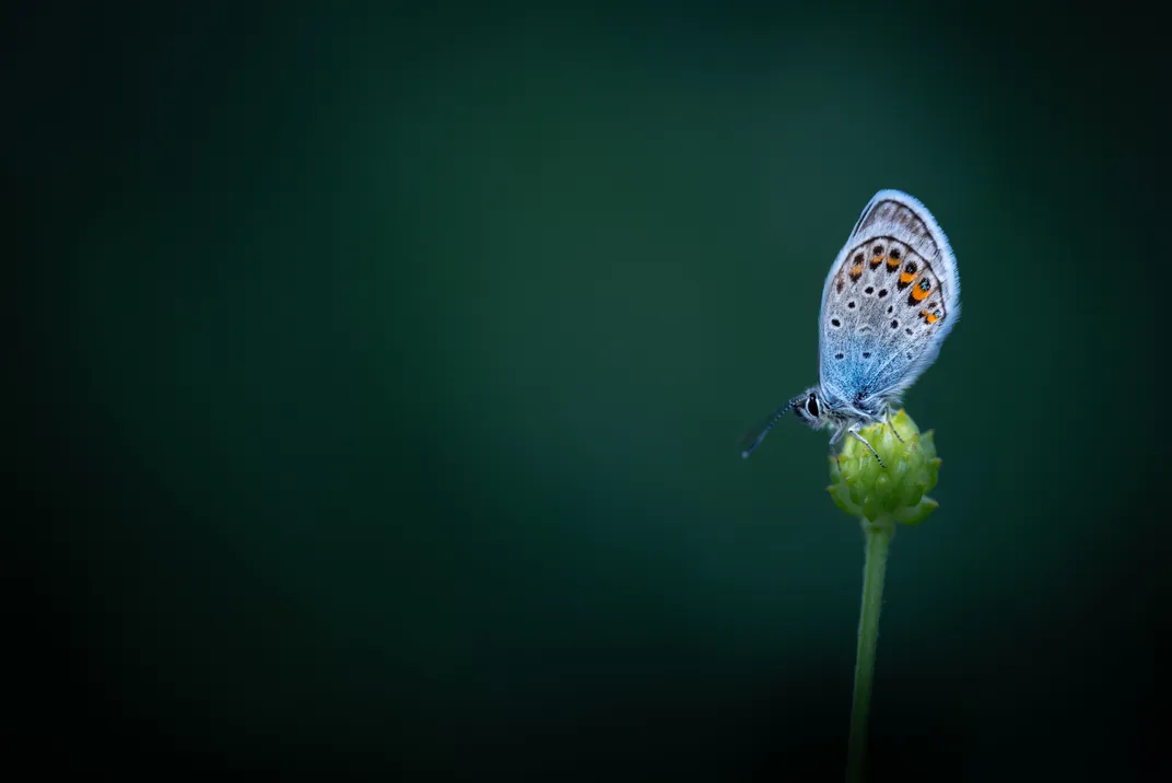 teeny tiny butterfly