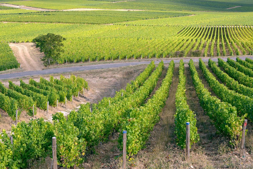 Vineyard near Sancerre