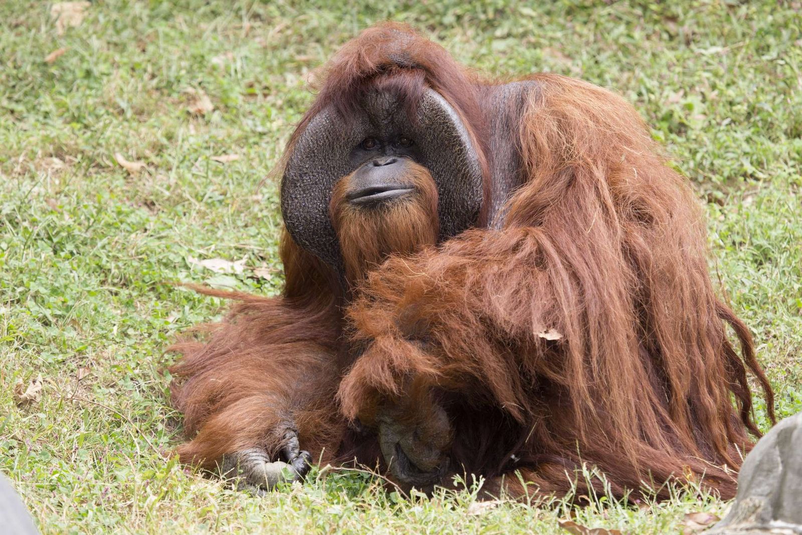 gorilla and orangutan