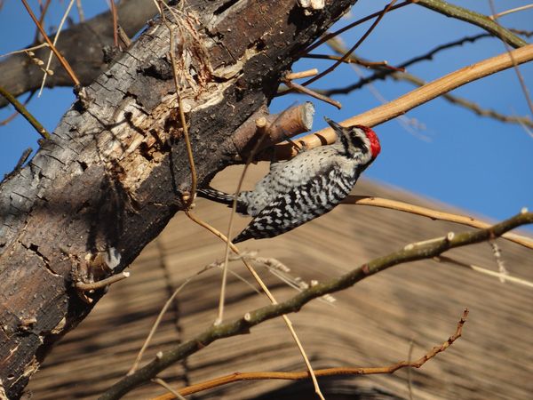 Ladder-Backed Woodpecker on a neighborhood tree. thumbnail