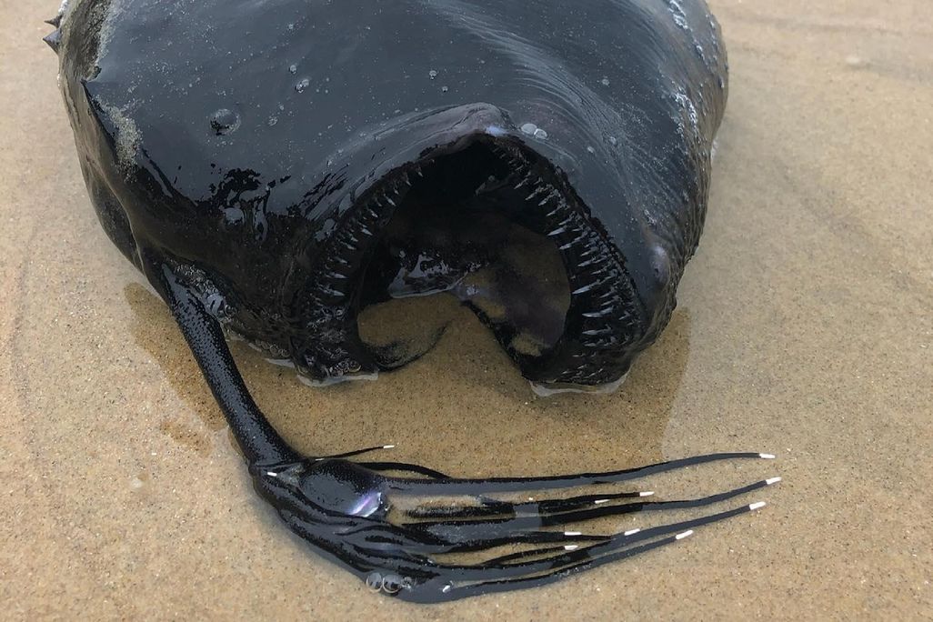 A photo of a Pacific football fish washed ashore on a sandy beach. The fish is black in color, has rows of tiny shap teeth outlining its mouth, and a long "rod-like" fin attached to its head.