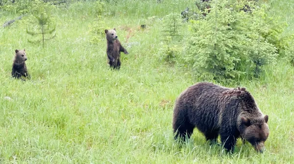 Grizzly Morning in Banff thumbnail